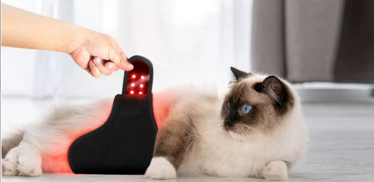 Ceinture LED rouge anti-douleur pour Chat - Ma Lumière Rouge®