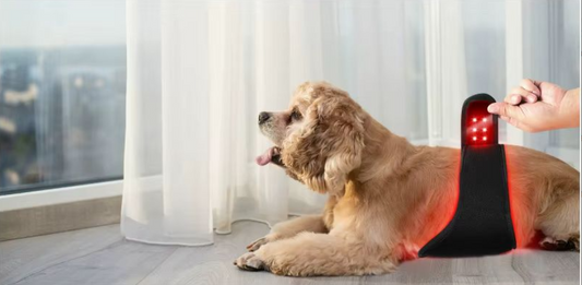 Ceinture LED rouge anti-douleur pour chien- Ma Lumière Rouge®