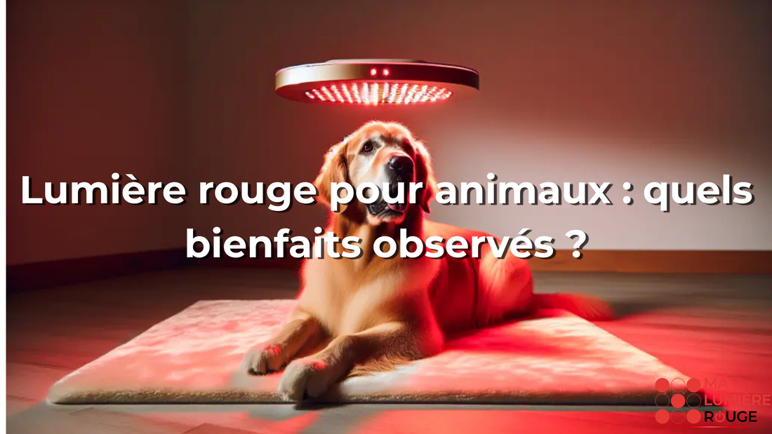 Lumière rouge pour animaux : quels bienfaits observés ?