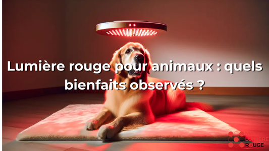 Lumière rouge pour animaux : quels bienfaits observés ?