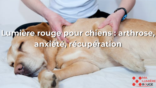 Lumière rouge pour chiens : arthrose, anxiété, récupération