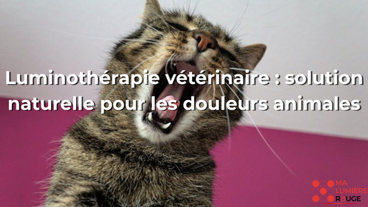 Luminothérapie vétérinaire : solution naturelle pour les douleurs animales