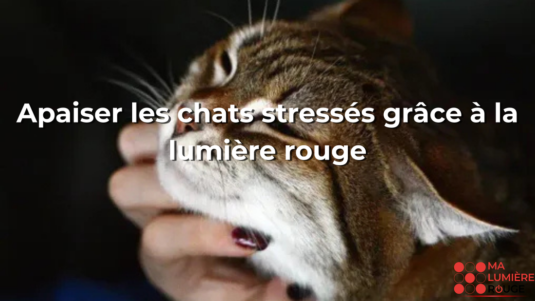 Apaiser les chats stressés grâce à la lumière rouge