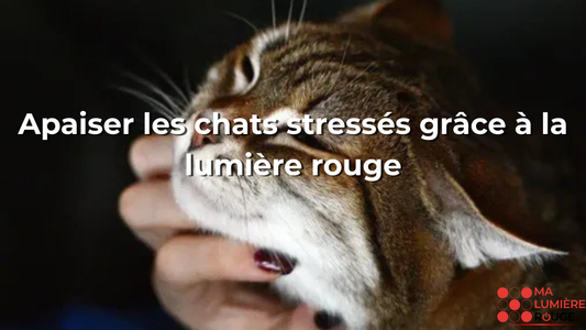 Apaiser les chats stressés grâce à la lumière rouge