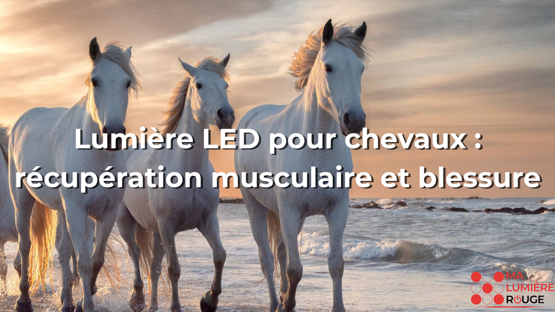 Lumière LED pour chevaux : récupération musculaire et blessure