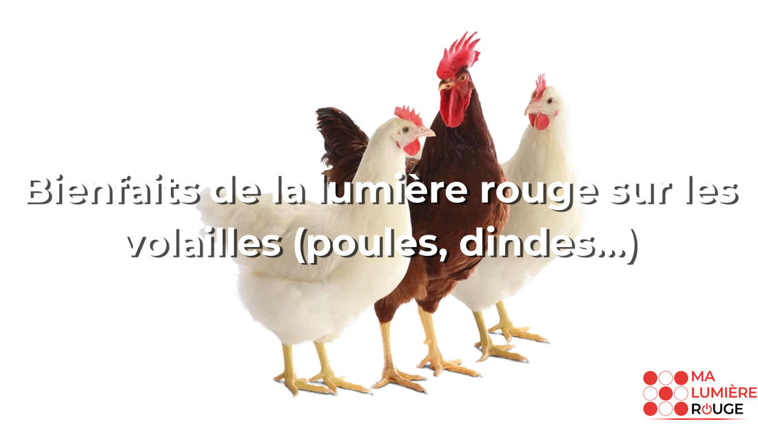 Bienfaits de la lumière rouge sur les volailles (poules, dindes…)