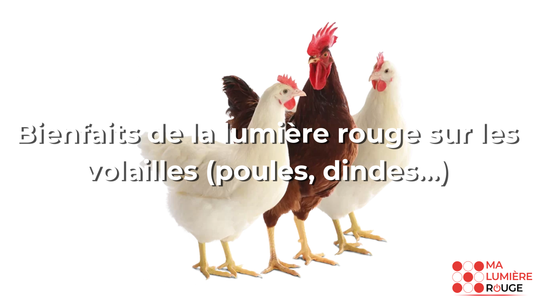 Bienfaits de la lumière rouge sur les volailles (poules, dindes…)