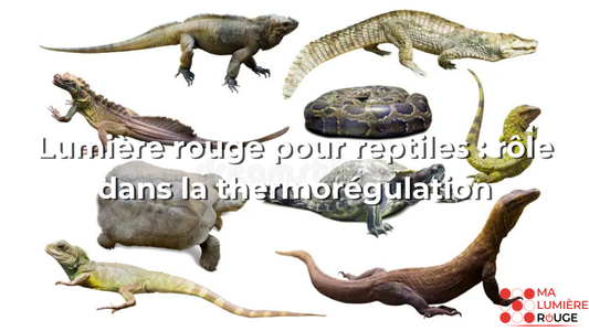 Lumière rouge pour reptiles : rôle dans la thermorégulation