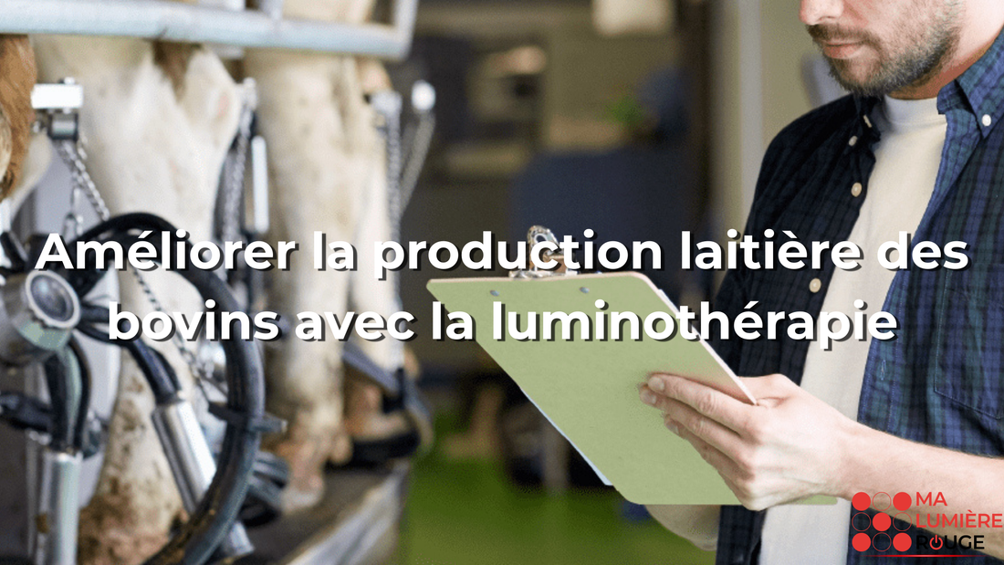 Améliorer la production laitière des bovins avec la luminothérapie