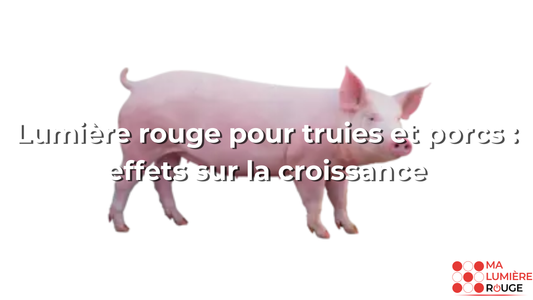 Lumière rouge pour truies et porcs : effets sur la croissance