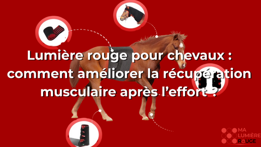 Lumière rouge pour chevaux : comment améliorer la récupération musculaire après l’effort ?