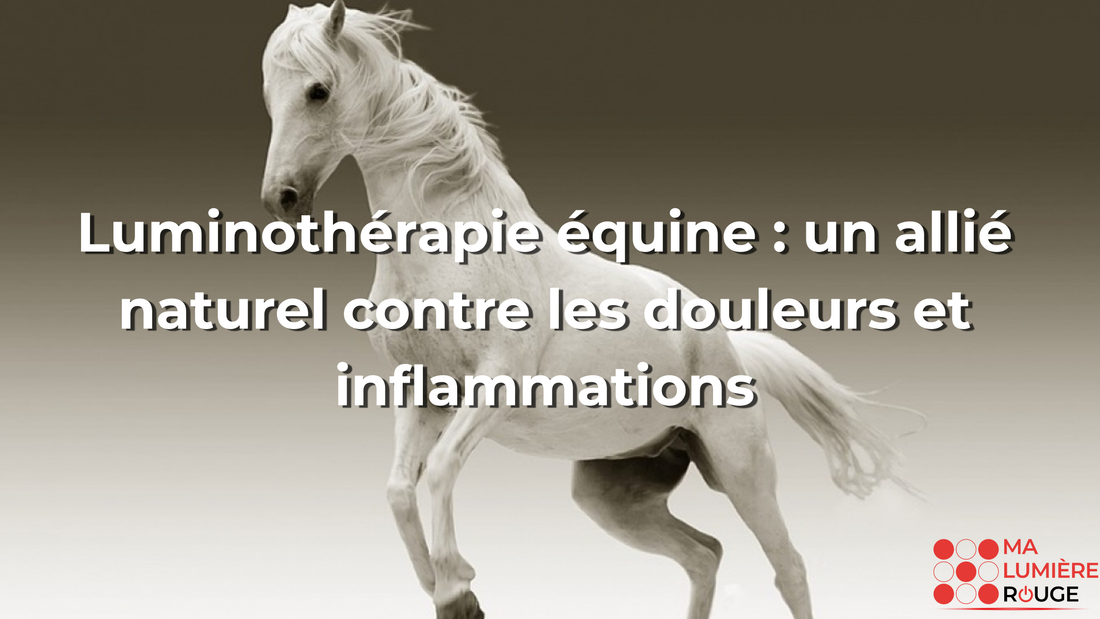 Luminothérapie équine : un allié naturel contre les douleurs et inflammations