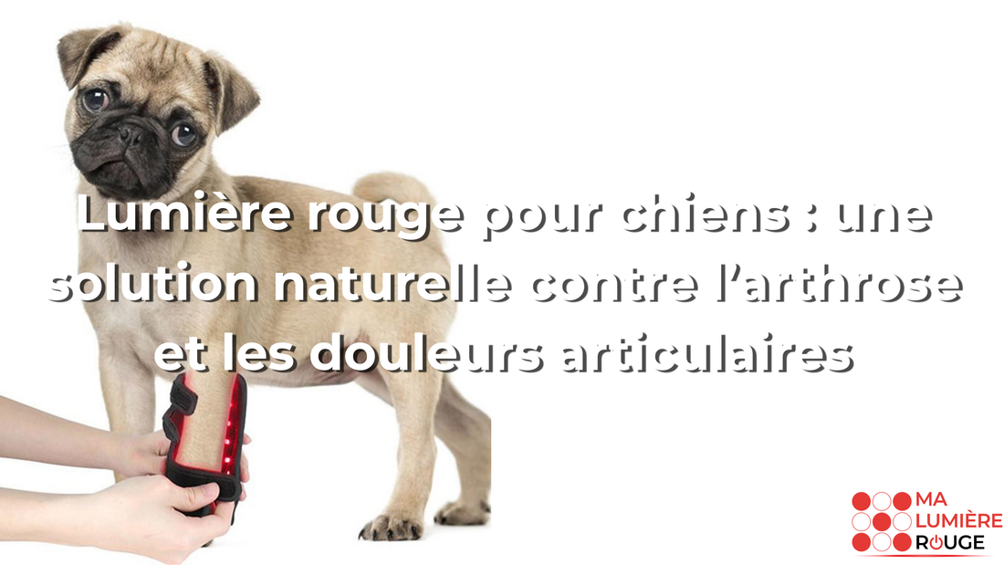 Lumière rouge pour chiens : une solution naturelle contre l’arthrose et les douleurs articulaires