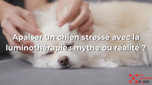 Apaiser un chien stressé avec la luminothérapie : mythe ou réalité ?