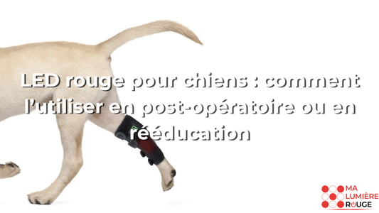 LED rouge pour chiens : comment l’utiliser en post-opératoire ou en rééducation