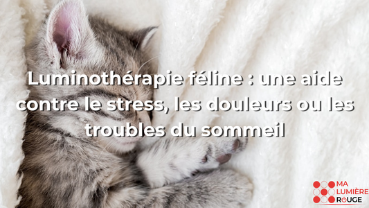 Luminothérapie féline : une aide contre le stress, les douleurs ou les troubles du sommeil