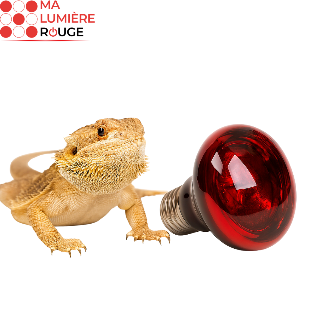 Ampoule de Luminothérapie pour Reptiles - Ma Lumière Rouge®