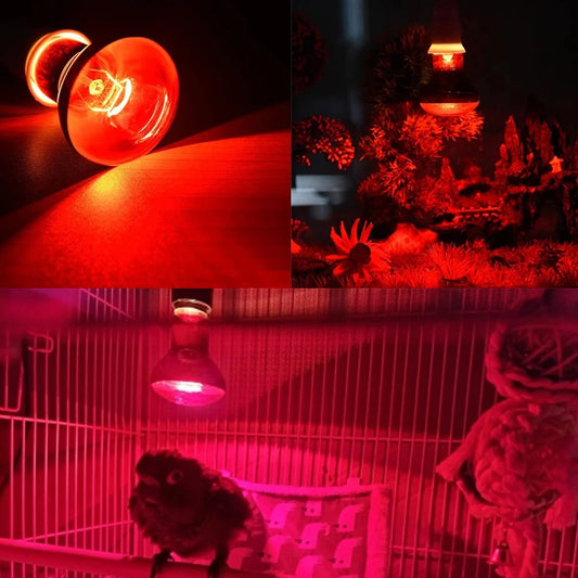 Ampoule de Luminothérapie pour Reptiles - Ma Lumière Rouge®
