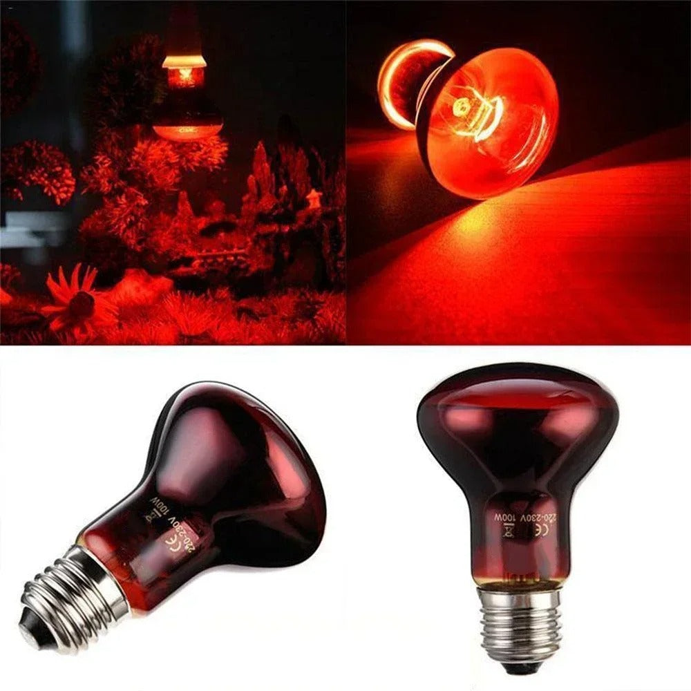 Ampoule de Luminothérapie pour Reptiles - Ma Lumière Rouge®