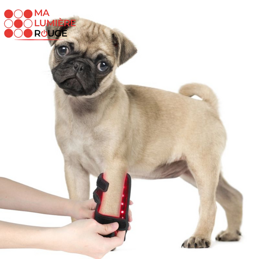 Attelle de Luminothérapie Anti-Arthrose pour Chien - Ma Lumière Rouge®