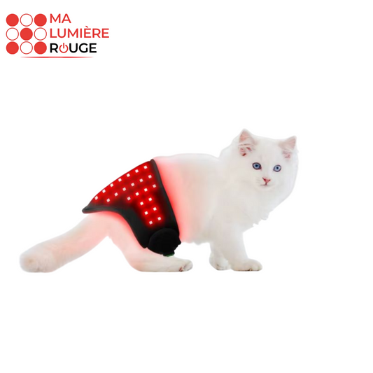 Ceinture LED rouge anti-douleur pour Chat - Ma Lumière Rouge®