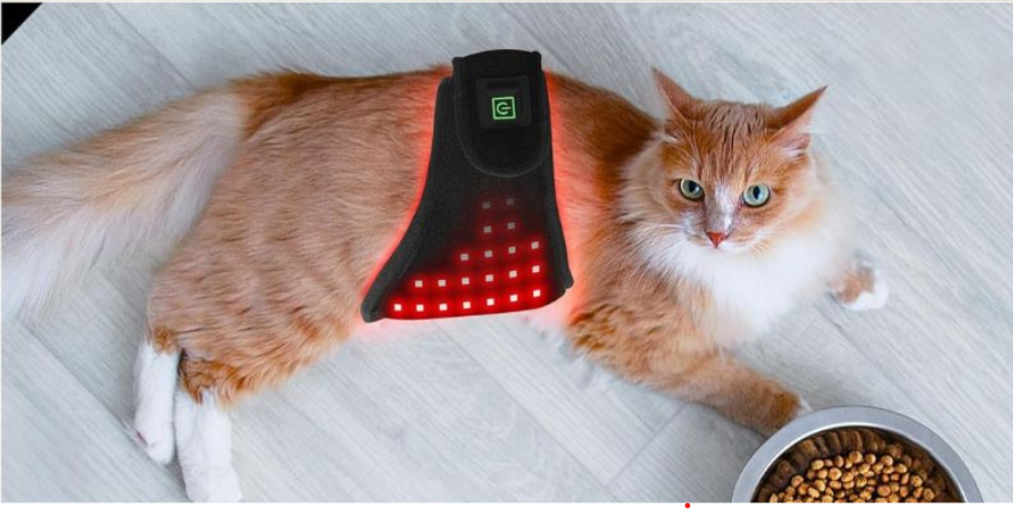 Ceinture LED rouge anti-douleur pour Chat - Ma Lumière Rouge®