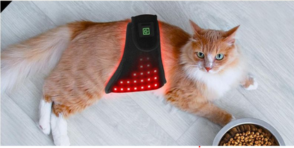 Ceinture LED rouge anti-douleur pour Chat - Ma Lumière Rouge®