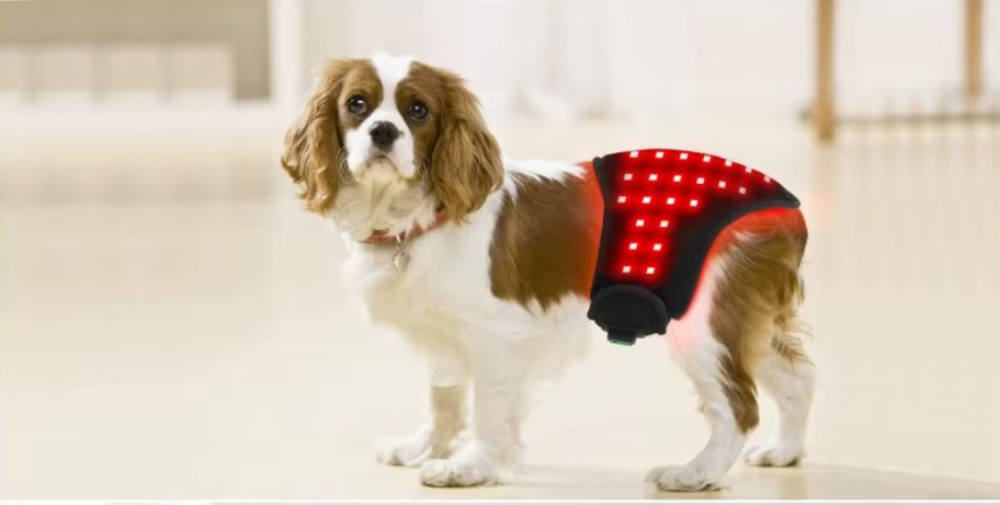 Ceinture LED rouge anti-douleur pour chien- Ma Lumière Rouge®