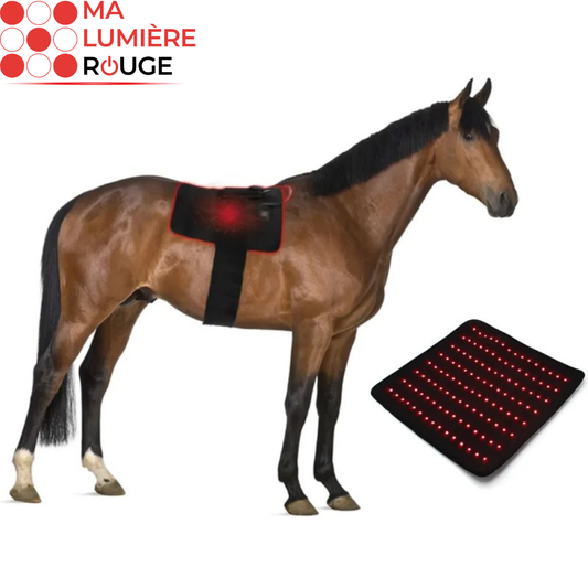 Ceinture Thérapeutique à LED pour Chevaux: Bien-être, Récupération et Anti-Douleur- Ma Lumière Rouge®