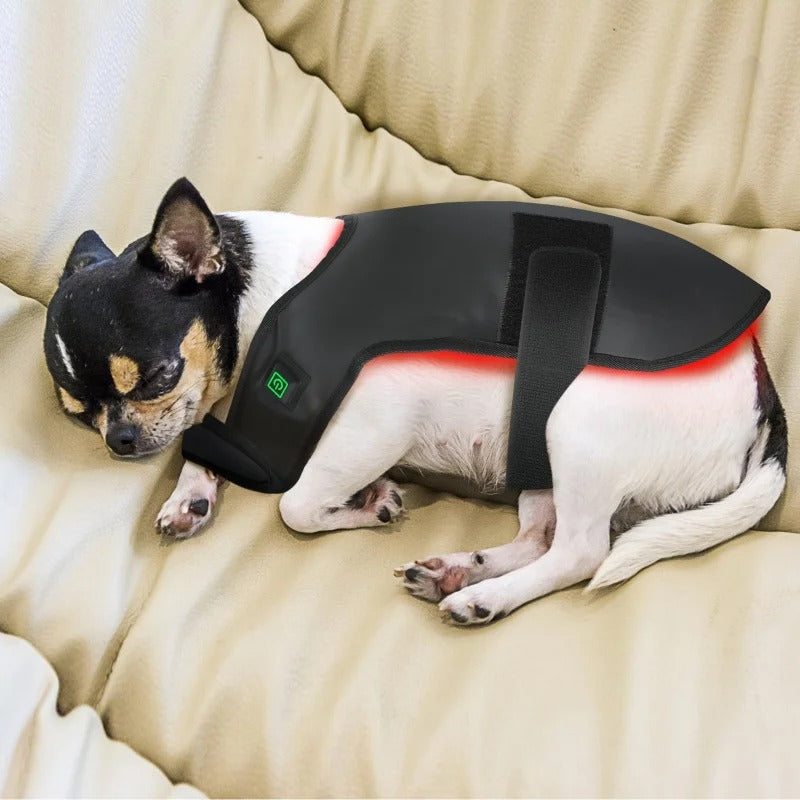 Gilet de Luminothérapie pour Chien: Bien-être, Récupération et Soulagement Articulaire - Ma Lumière Rouge®