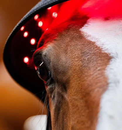Luminothérapie Protège Nuque pour cheval - Ma Lumière Rouge®