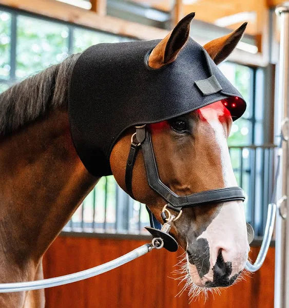 Luminothérapie Protège Nuque pour cheval - Ma Lumière Rouge®